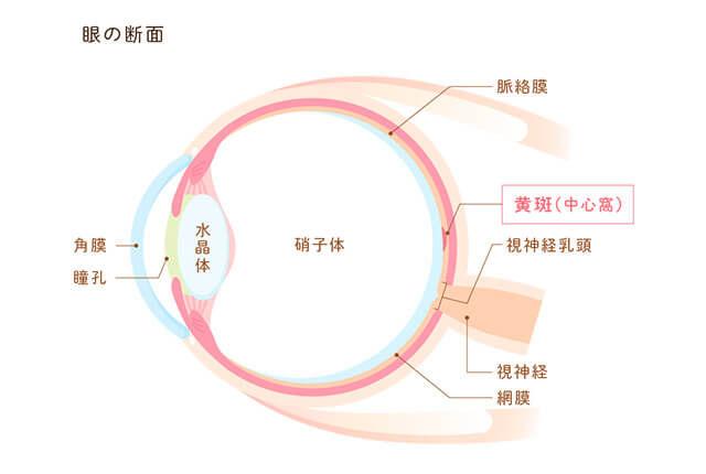 眼の断面イメージ図